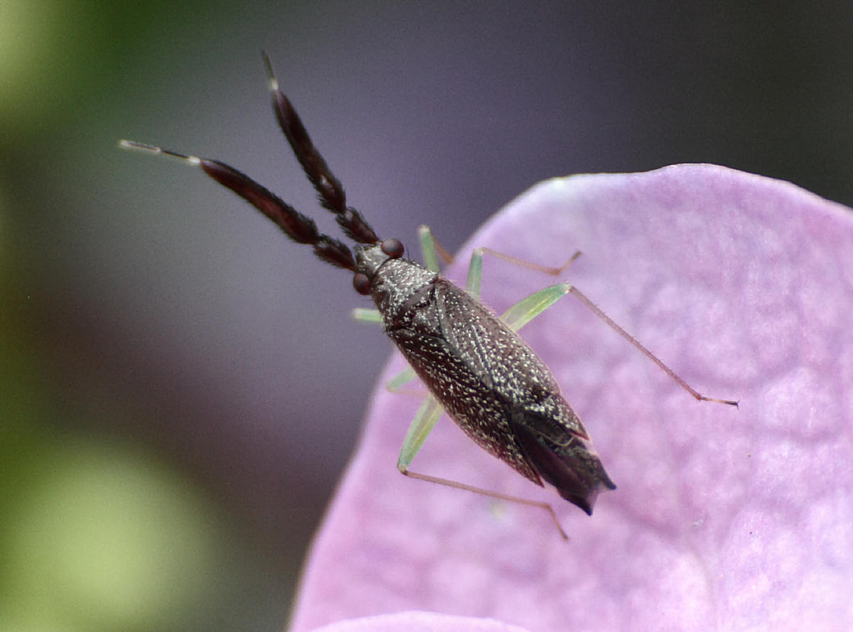 Miridae: Heterotoma sp. della Lombardia (MB)